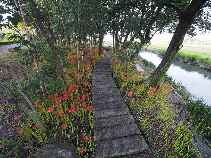 岐阜県・本巣市　やすらぎの林の彼岸花　2015_e0075403_18194937.jpg