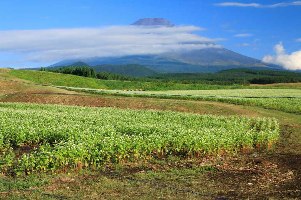 a0188405_16224338.jpg