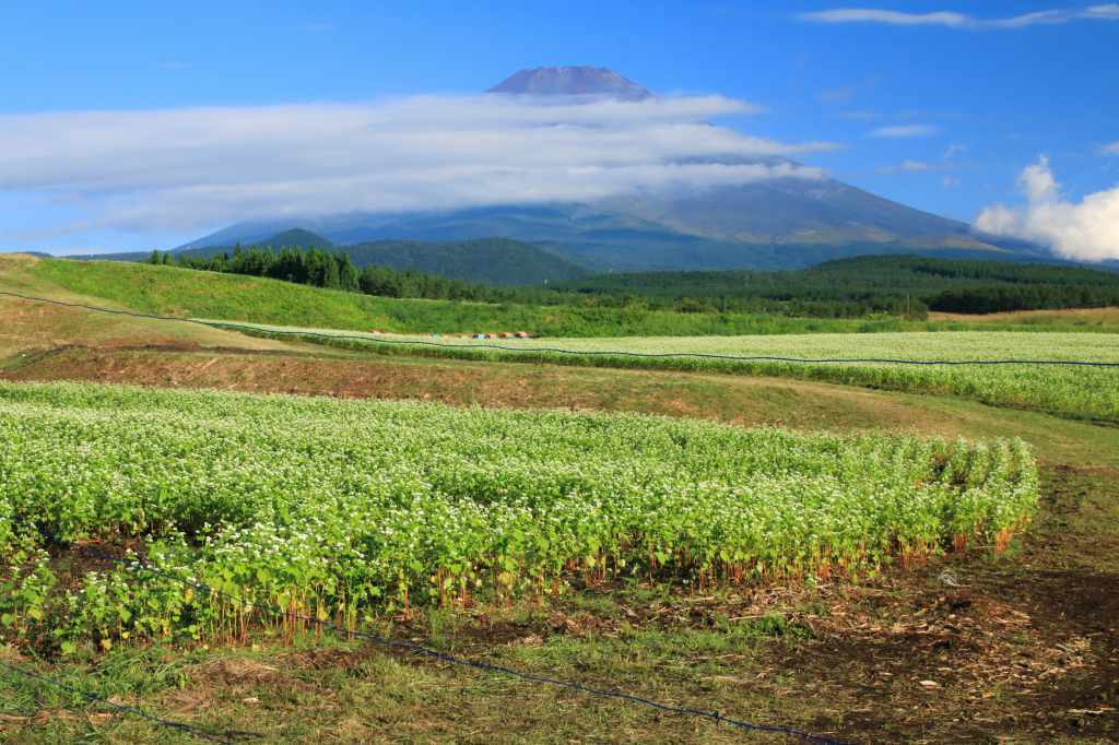 裾野の蕎麦畑_a0188405_16224338.jpg