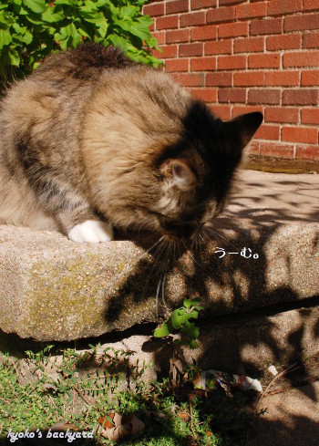 Baileyとキャットニップ_b0253205_01173796.jpg