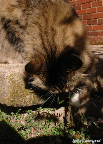 Baileyとキャットニップ_b0253205_01185865.jpg