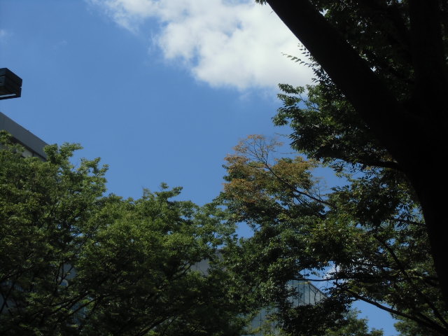 やっと晴れた表参道。早くも青空に秋の雲。_e0091712_1151211.jpg