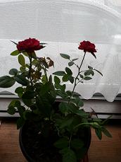 b0119113_166390.jpg
