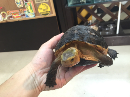 チュウゴクセマルハコガメの販売 横浜の爬虫類専門店 アクアマイティーblog