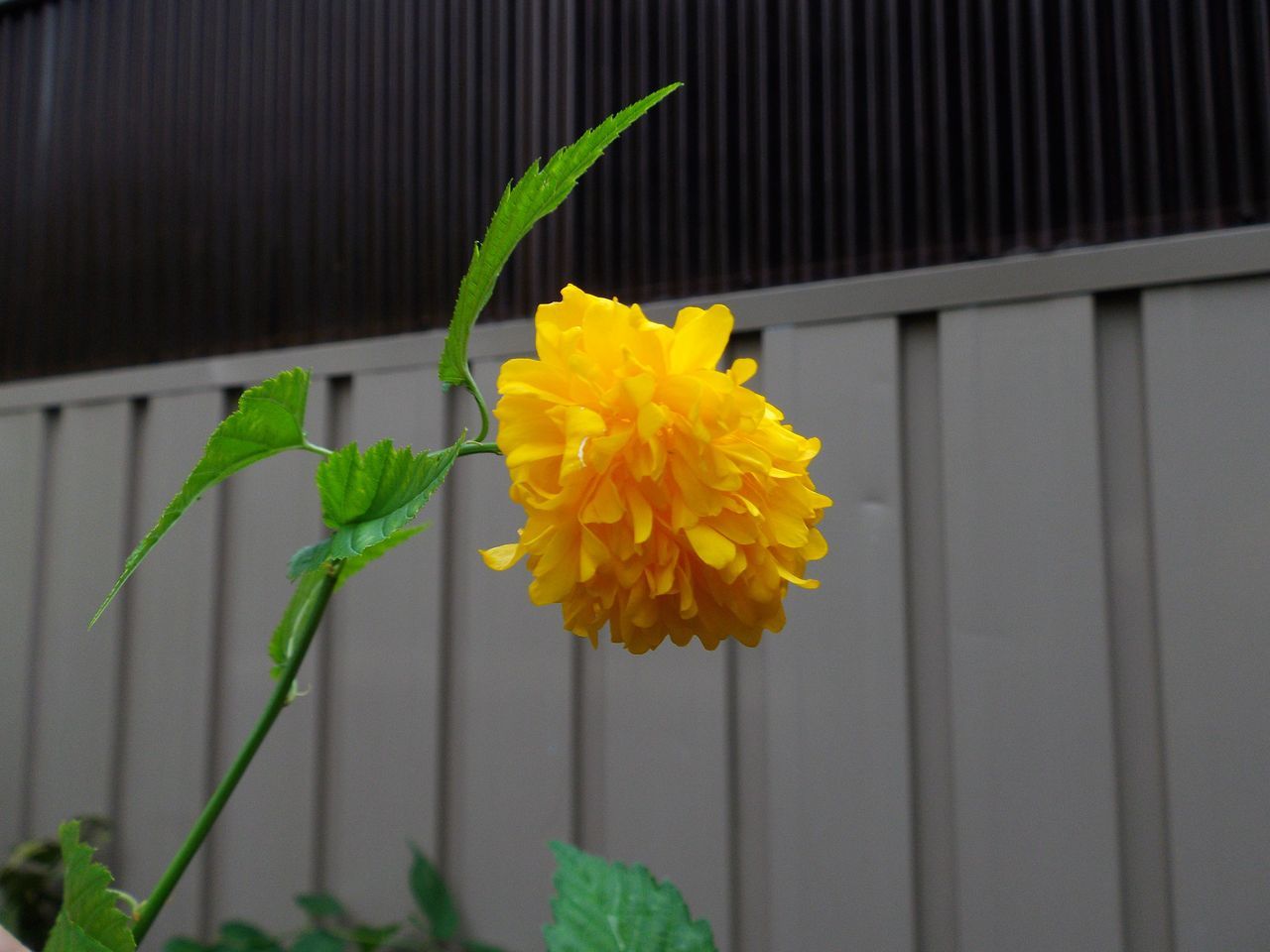 秋に咲く八重のヤマブキとシイタケの菌床栽培_c0025115_21191797.jpg