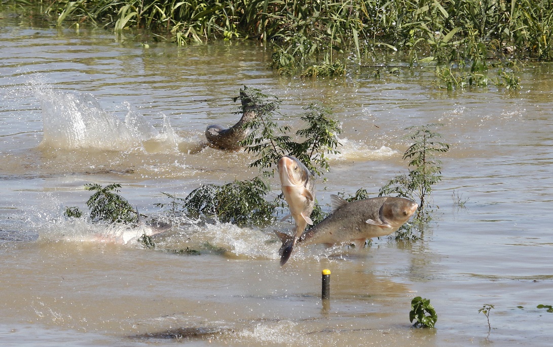 連魚豪快に飛び跳ねていました。_f0239515_22312529.jpg