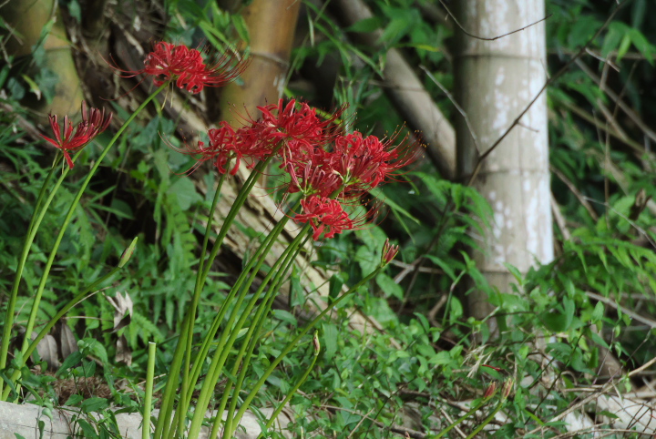 彼岸花　パ－ト2_f0010717_21144390.jpg