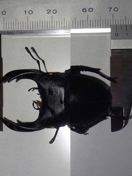 2015年 vol8 灯火採集オオクワガタ   悪夢の71.4mm   半月の月齢で…衝撃の天国と地獄…  part5_c0346119_17571228.jpg