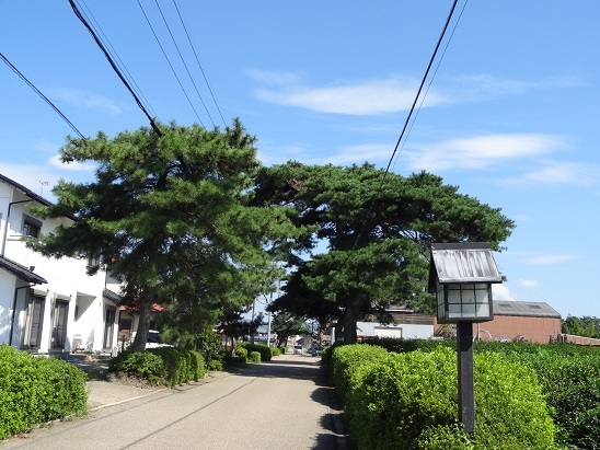 旧東海道の松並木　　２０１５・９・１３_f0000521_18523705.jpg