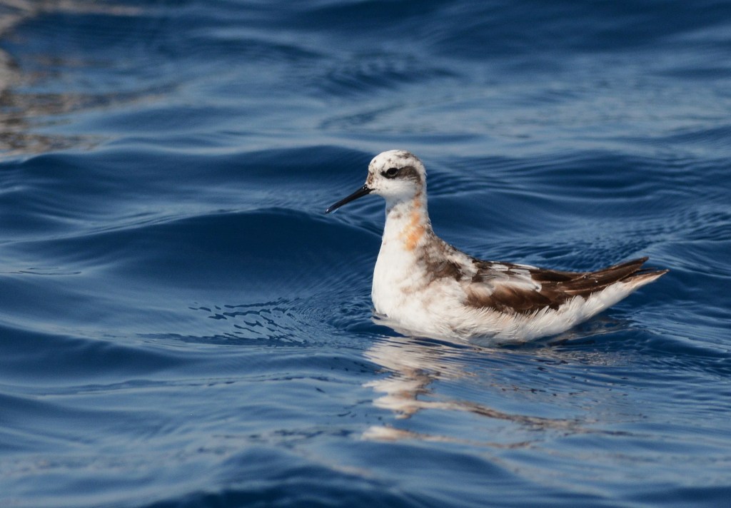 Red-necked Phalarope_f0350530_2261544.jpg