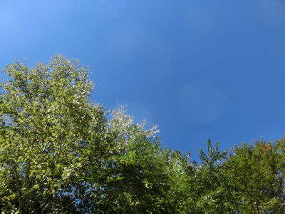 ぴかぴかの青空です♪_f0019247_1123432.jpg
