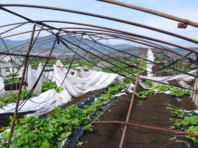 マスクメロン「アールスメロン」 台風を乗り越えて!交配作業と着果 その1(台風後のケアと徹底観察)_a0254656_17531496.jpg