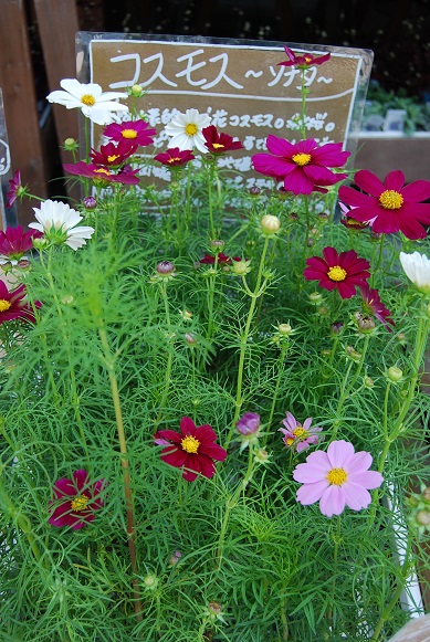 植替えして秋の気分を楽しみましょう!_a0201358_15155023.jpg