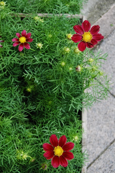 植替えして秋の気分を楽しみましょう!_a0201358_155388.jpg