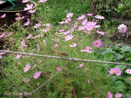 花背は少し秋めいて　2015年9月12日_a0164068_23243826.jpg