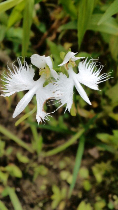 ぷらりのつぶつぶ…高山植物園の初秋_f0225982_113201.jpg