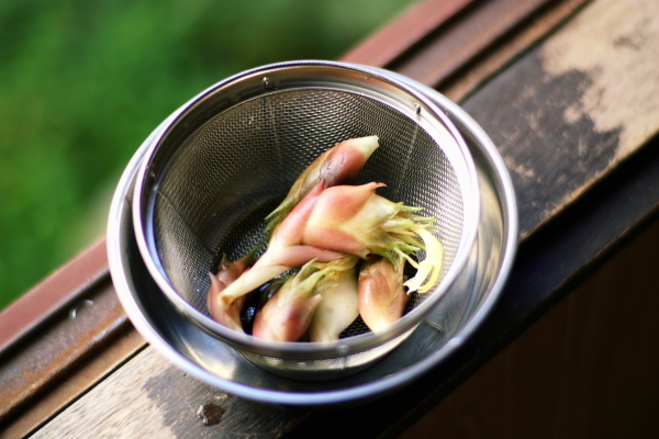 茗荷（ミョウガ_b0199487_09441052.jpg