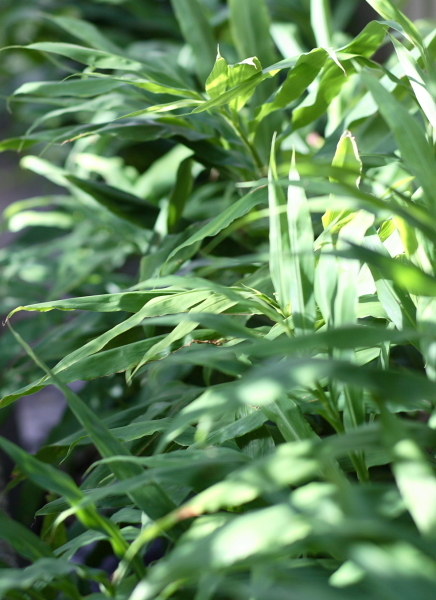 茗荷（ミョウガ_b0199487_09442053.jpg