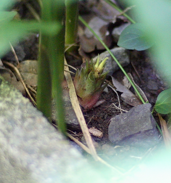 茗荷（ミョウガ_b0199487_09442903.jpg