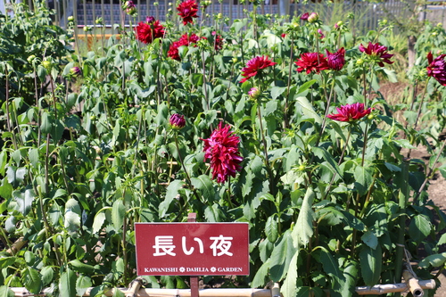 咲いてます！川西ダリヤ園・・・４_c0075701_12425153.jpg