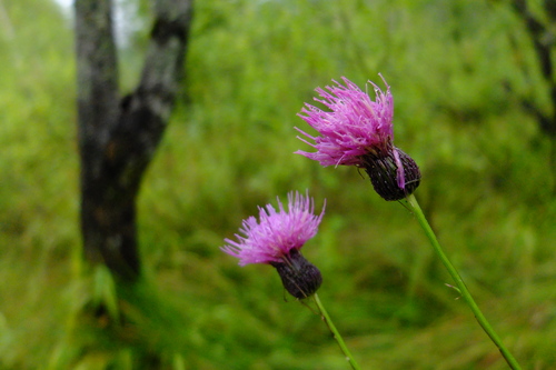 e0304001_20271411.jpg