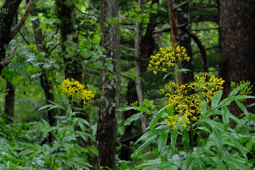 e0304001_2033844.jpg
