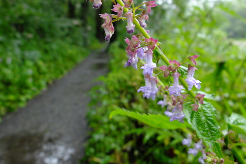 e0304001_2143252.jpg
