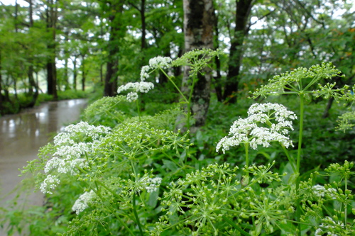 e0304001_21435617.jpg