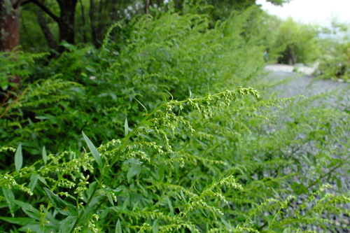 e0304001_21594270.jpg