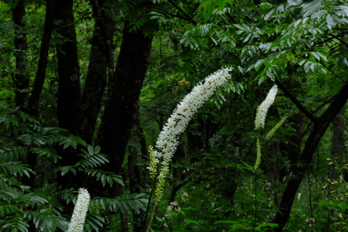 e0304001_221417.jpg