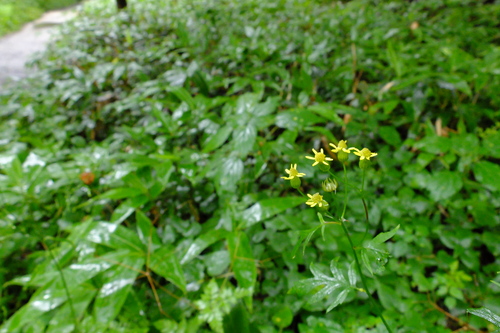 e0304001_22184469.jpg