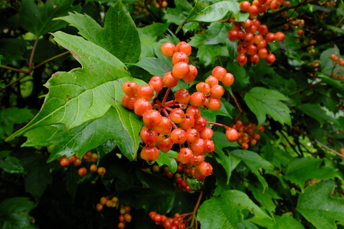 e0304001_2232125.jpg