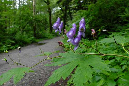 e0304001_2235118.jpg