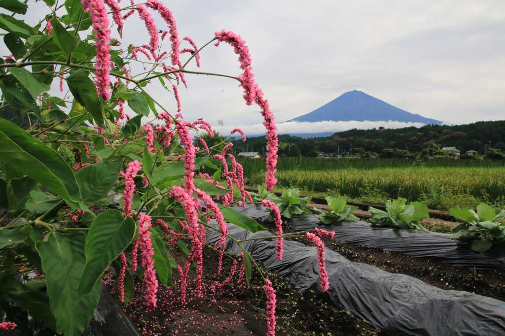 赤い花と富士山のコラボ～_a0188405_12515969.jpg