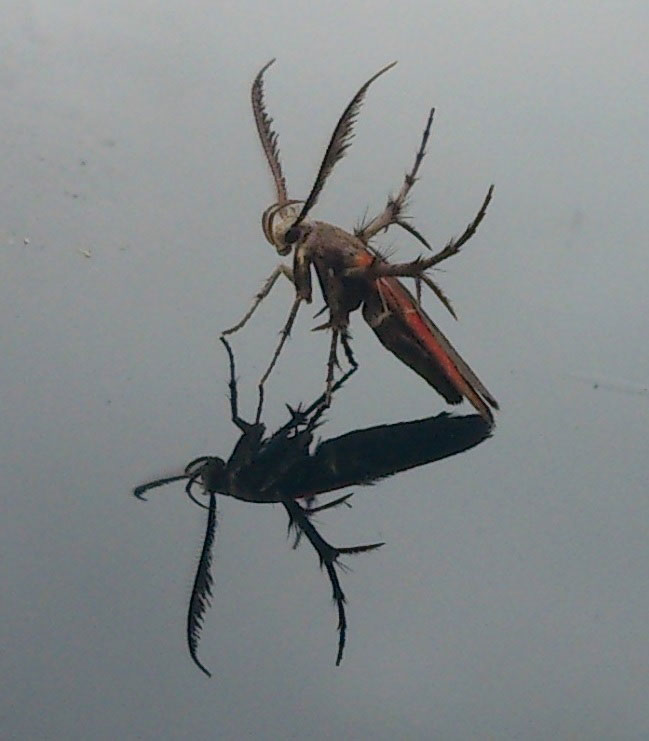 フロントガラスにエイリアンのような虫が飛来してきました 昆虫ブログ むし探検広場 フロントガラスにエイリアンのような虫が飛来してきました 昆虫ブログ むし探検広場