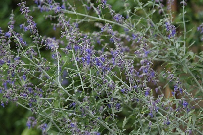 f0325309_10375831.jpg