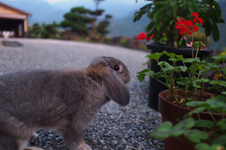 夕方の庭で…_a0268412_226564.jpg