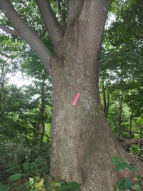 c0173813_21351985.jpg