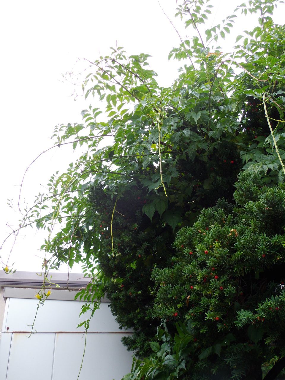 季節を変える雨_c0025115_22594265.jpg