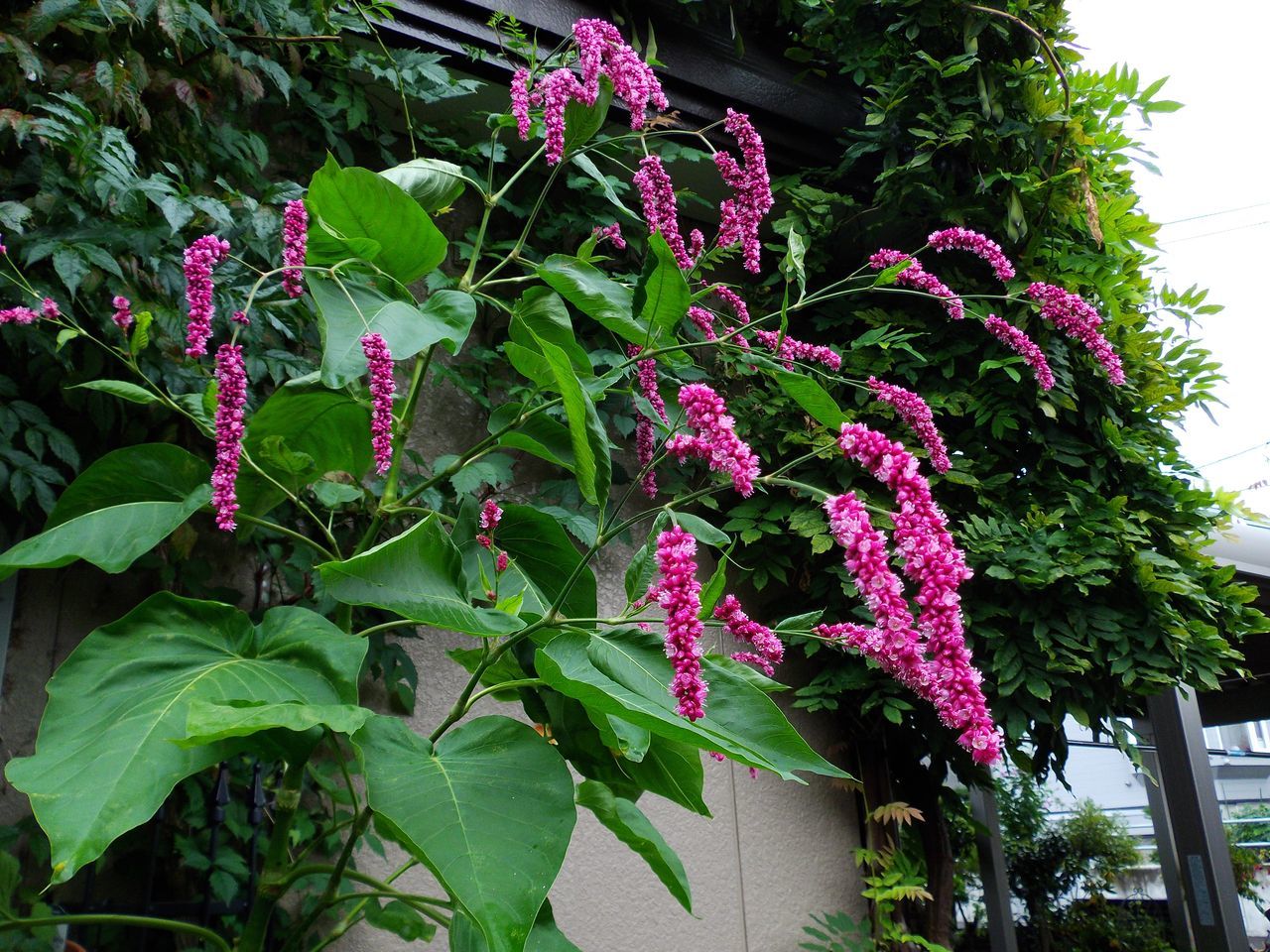 季節を変える雨_c0025115_23020575.jpg
