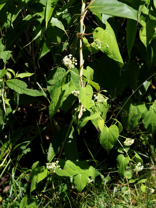 f0330321_1632471.jpg