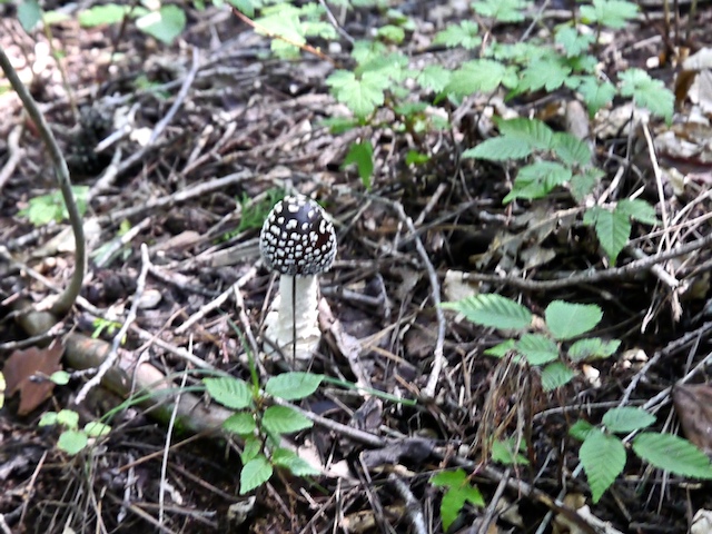 c0093131_16463663.jpg
