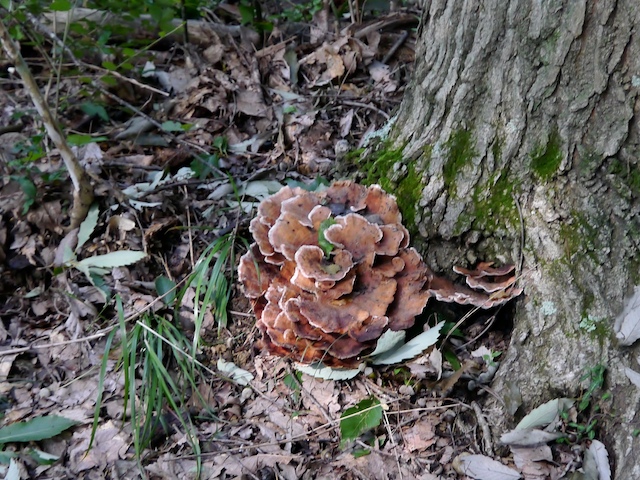 c0093131_16464568.jpg