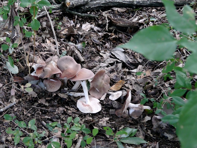 c0093131_16465592.jpg