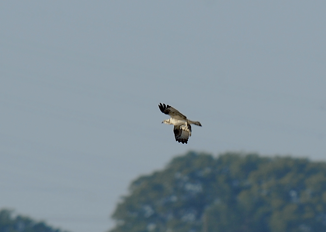 d0290240_14082272.gif