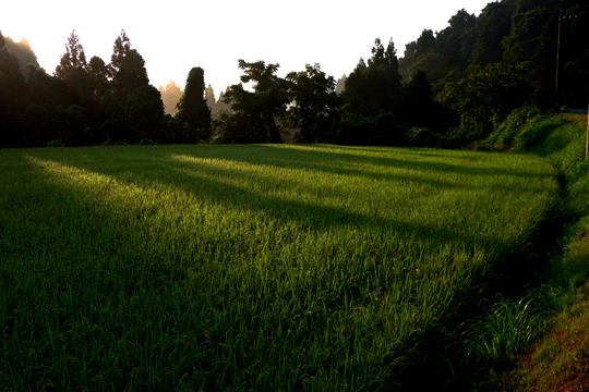 c0093046_833505.gif