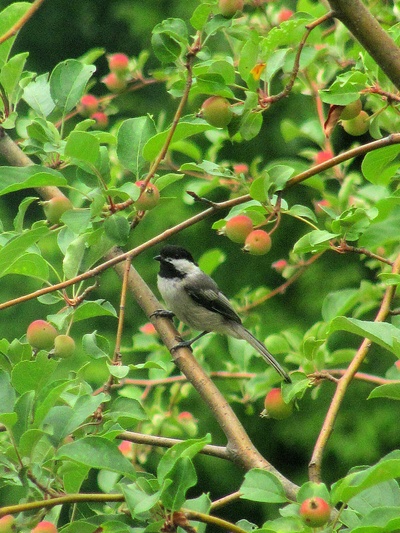 6月の訪問鳥はチカディ_a0190056_535517.jpg