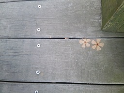 f0130259_17475470.jpg