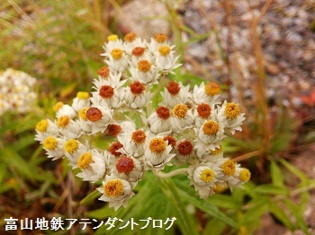 アルペンルート紅葉情報2015_a0243562_07384020.jpg