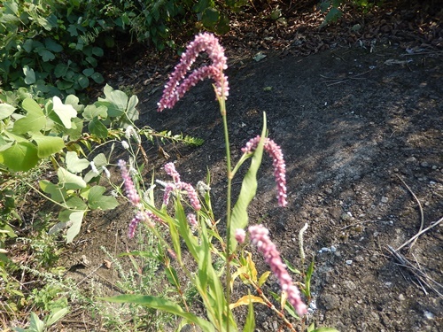 e0345868_23345501.jpg